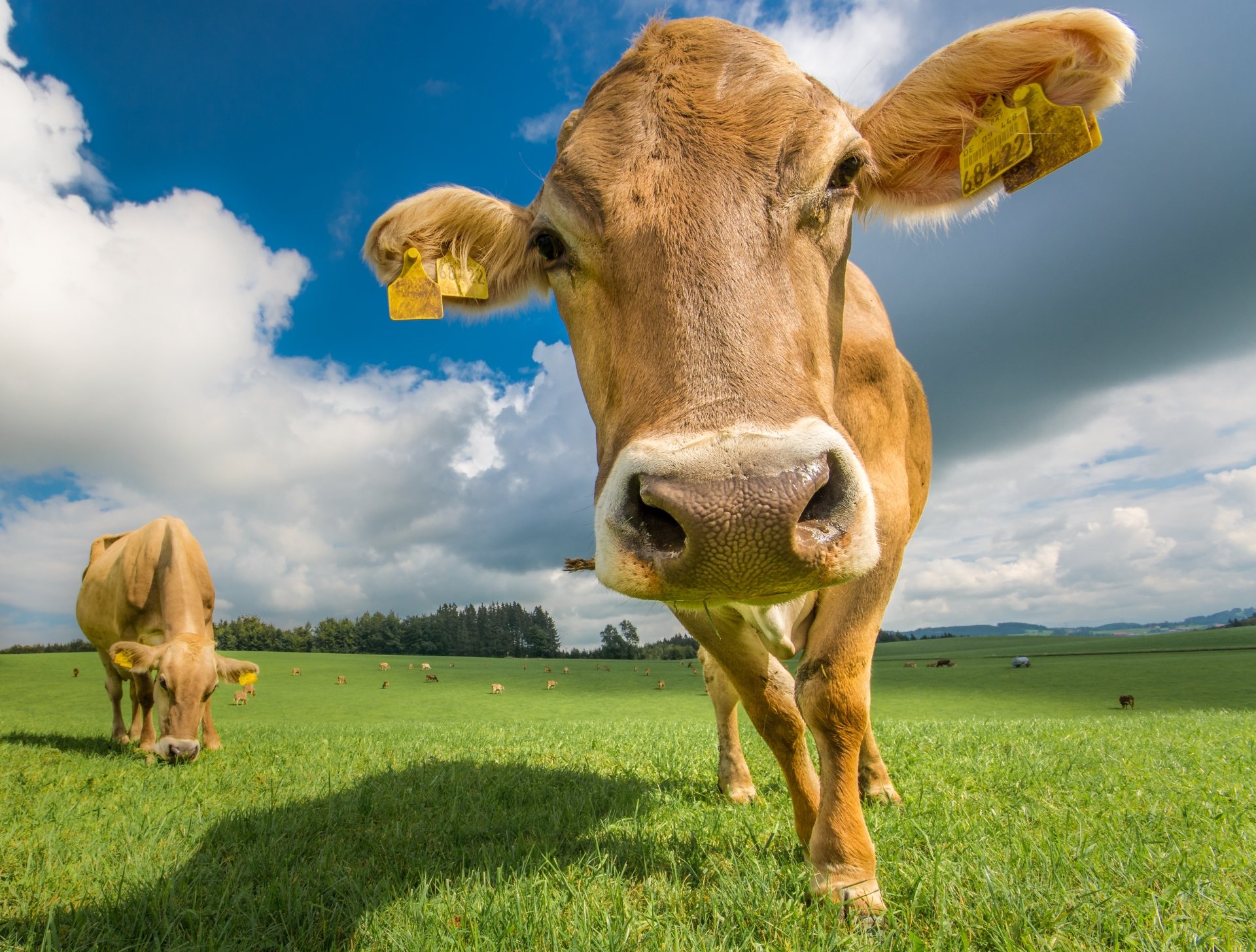 Animal Cow 4k Ultra HD Wallpaper, 44% OFF