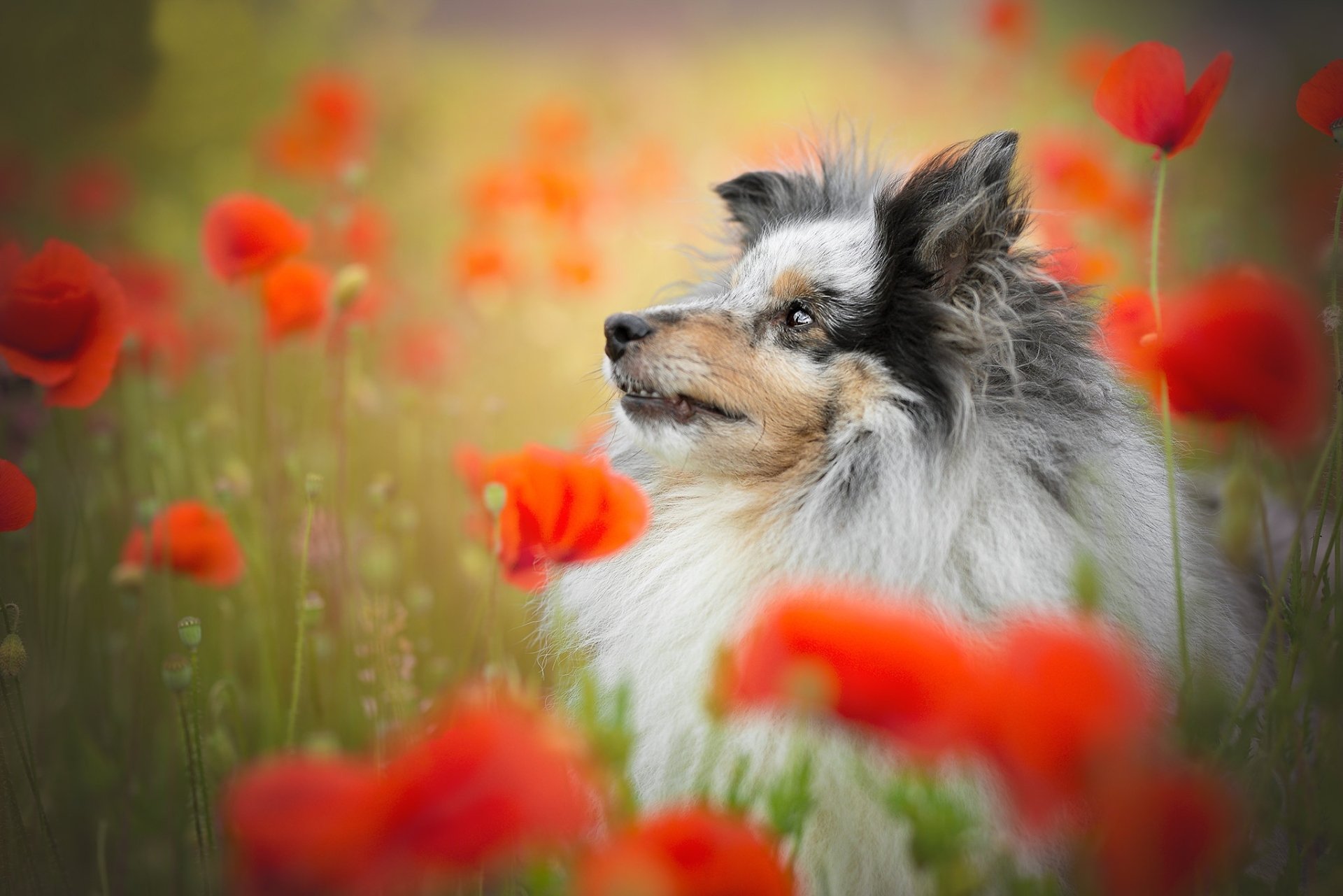 Download Poppy Red Flower Flower Dog Animal Shetland Sheepdog HD Wallpaper