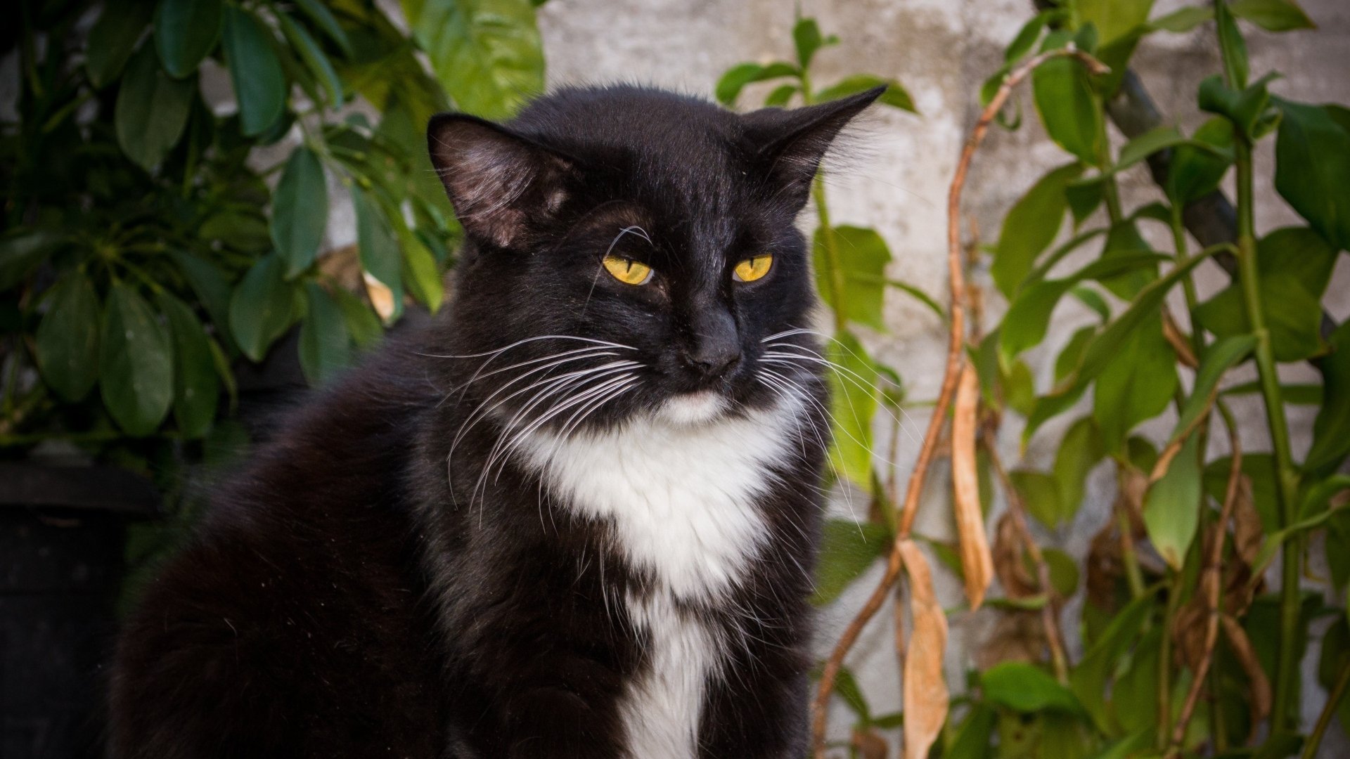 Chat 4k Ultra Fond d'écran HD | Arrière-Plan | 3840x2160