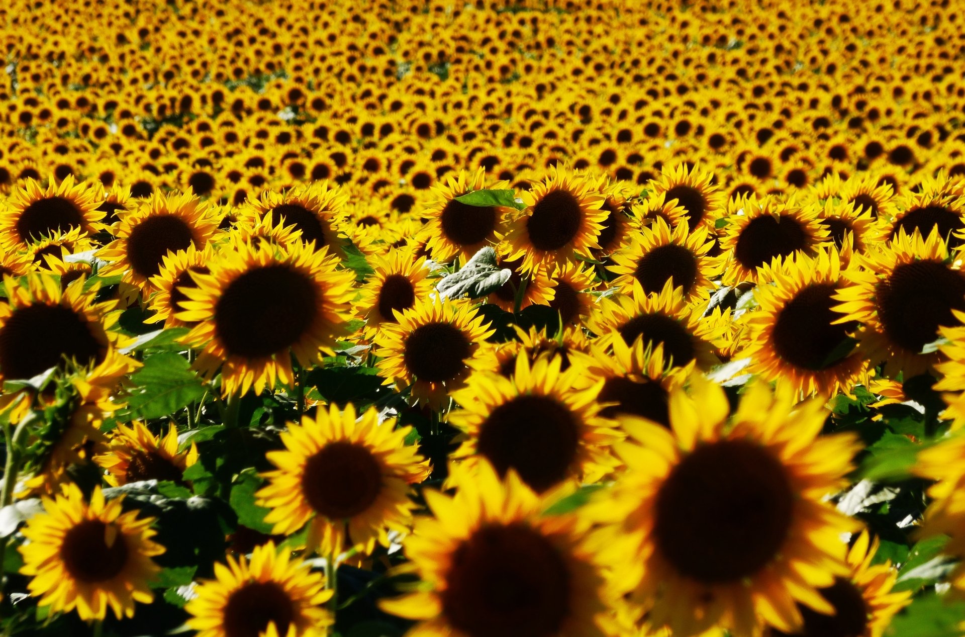 Nature Sunflower 4k Ultra HD Wallpaper