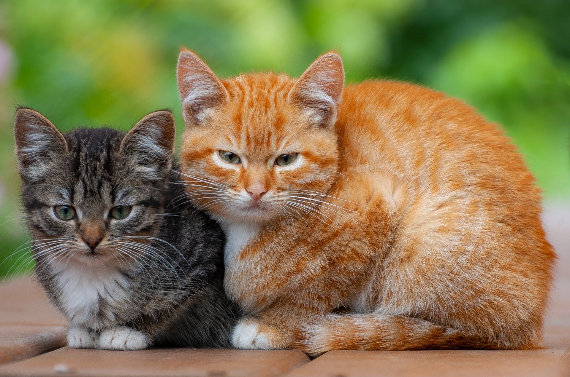 Кот с кошкой фото