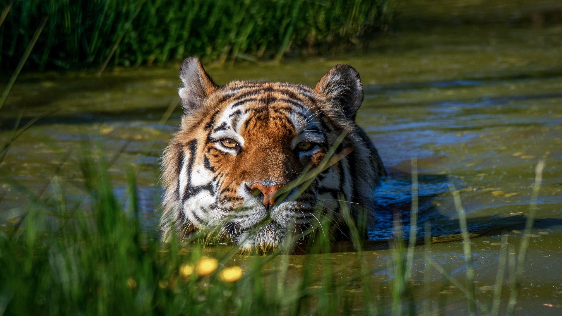 Majestic Tiger in Crystal Waters — 4K Ultra HD Wildlife Wallpaper ...