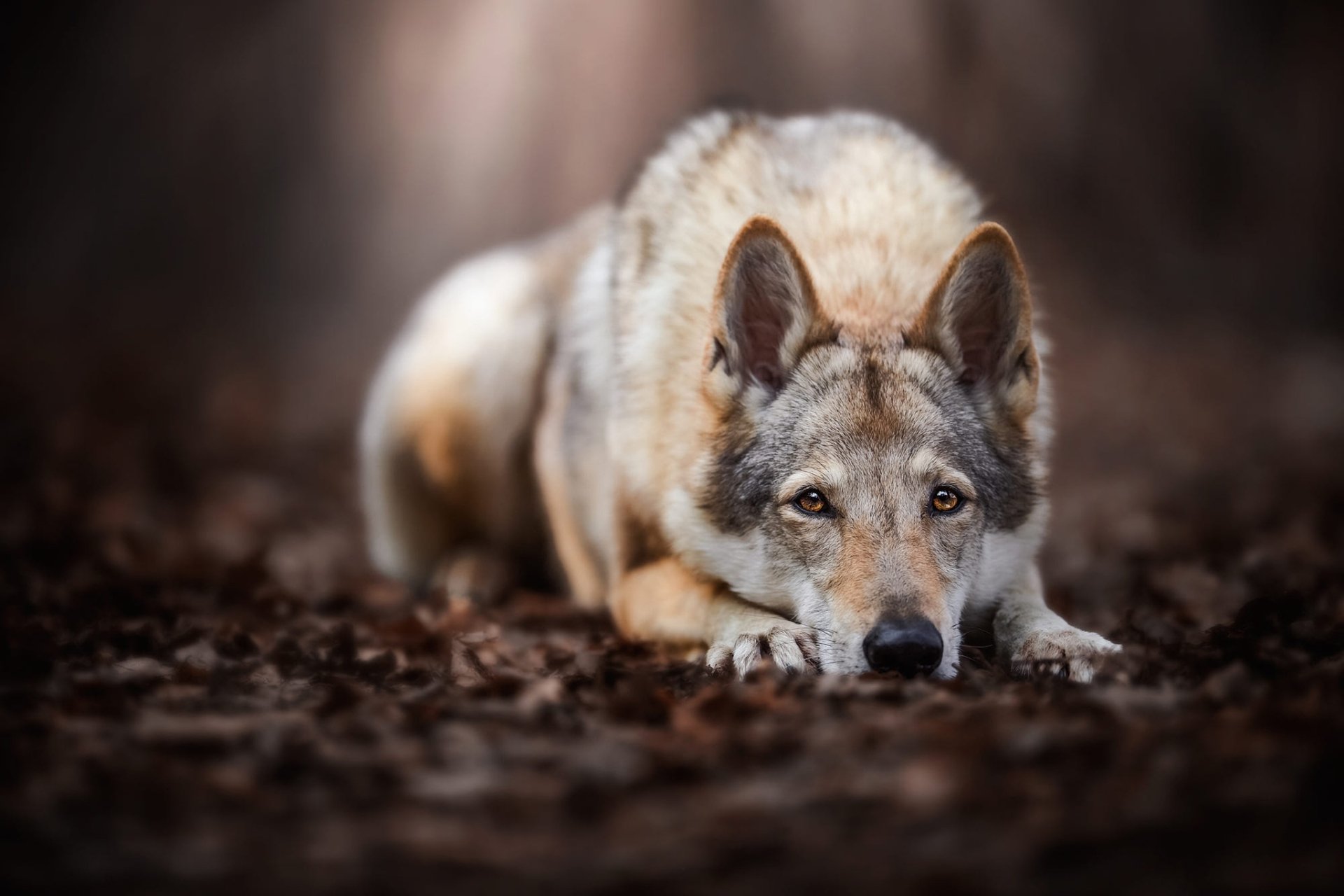 A close-up HD desktop wallpaper of a Czechoslovakian Wolfdog lying on the ground, blending wolf-like features with canine alertness in a natural setting.