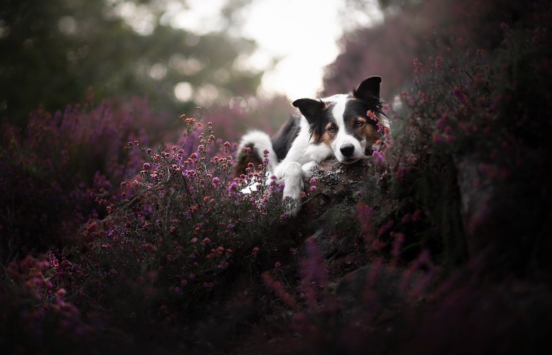 Download Animal Dog HD Wallpaper | 2047x1317 | Wallpaper Abyss