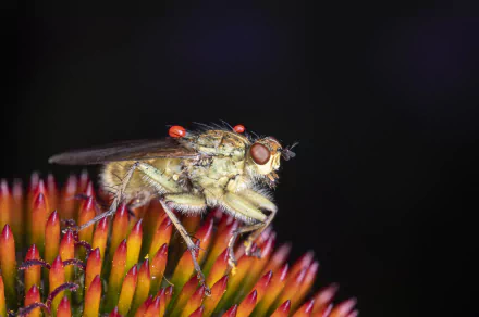  Close Up of a Fly on a Flower by Piet van de Wiel