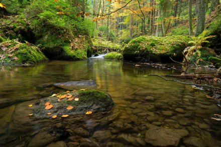greenery nature Czech Republic forest stream HD Desktop Wallpaper | Background Image