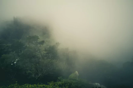 forest nature fog HD Desktop Wallpaper | Background Image