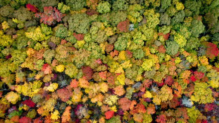 forest photography aerial HD Desktop Wallpaper | Background Image