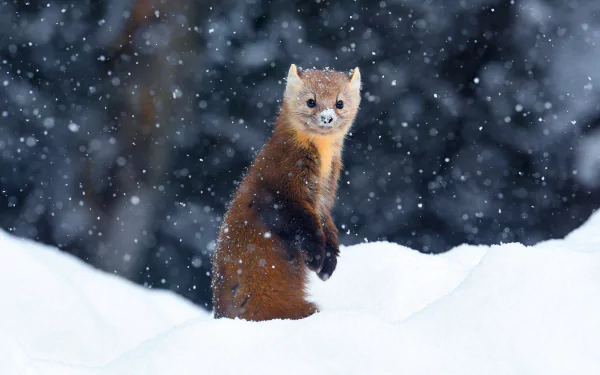 snow winter Animal marten winter animals HD Desktop Wallpaper | Background Image