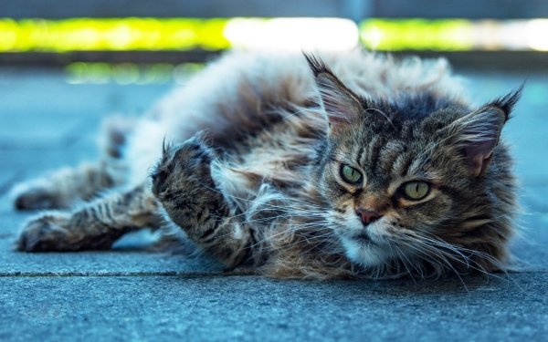 Animal Cat Cats HD Wallpaper | Background Image