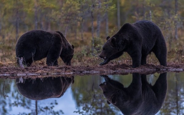 Animal Bear Bears Reflection HD Wallpaper | Background Image
