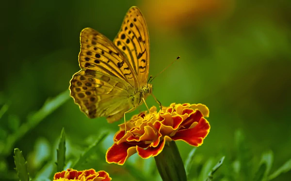 marigold macro insect flower Animal butterfly HD Desktop Wallpaper | Background Image
