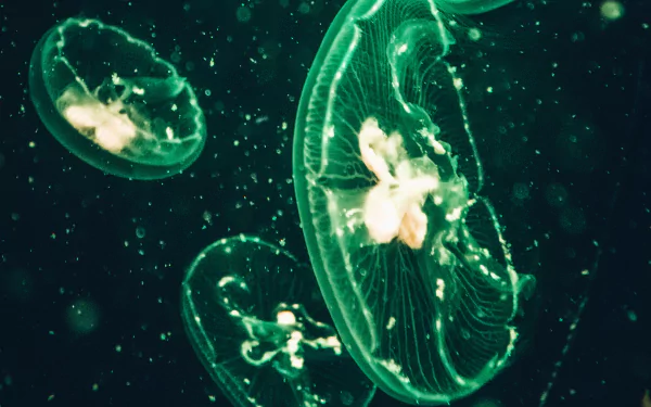 sea life Animal jellyfish HD Desktop Wallpaper | Background Image