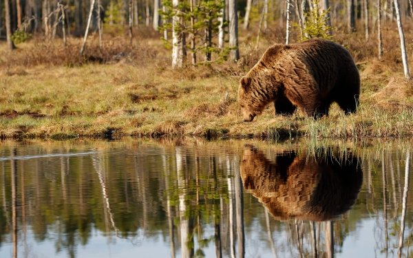 Animal Bear Bears Reflection Nature HD Wallpaper | Background Image