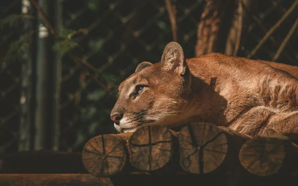 4K Ultra HD PC desktop wallpaper featuring a close-up of a cougar resting on wooden logs with a blurred natural background.