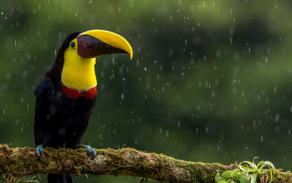 A vibrant toucan with a colorful beak perched on a mossy branch in the rain, set against a blurred green background in 4K Ultra HD.