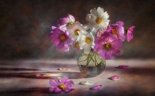 Photography Still Life Flower Pink Flower White Flower Vase Cosmos HD Wallpaper | Background Image