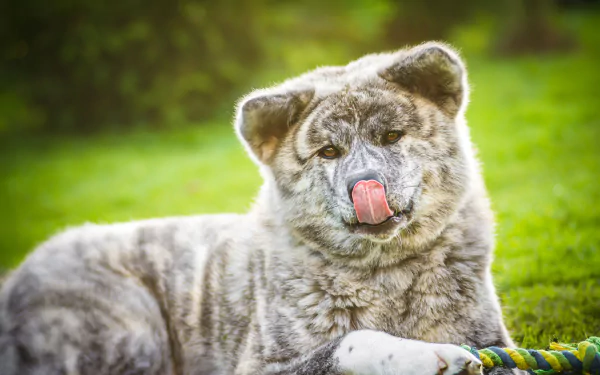 baby animal dog Animal akita HD Desktop Wallpaper | Background Image