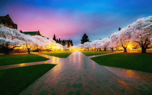 A vibrant 4K Ultra HD photography capturing a park at dusk, with illuminated cherry blossom trees lining the paved paths under a colorful sky.