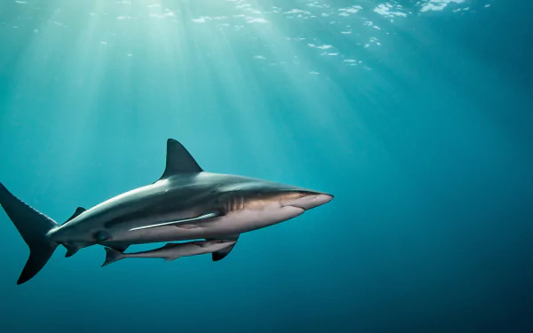 A 4K Ultra HD underwater image of a shark swimming gracefully in clear blue water, captured as a PC desktop wallpaper and background.