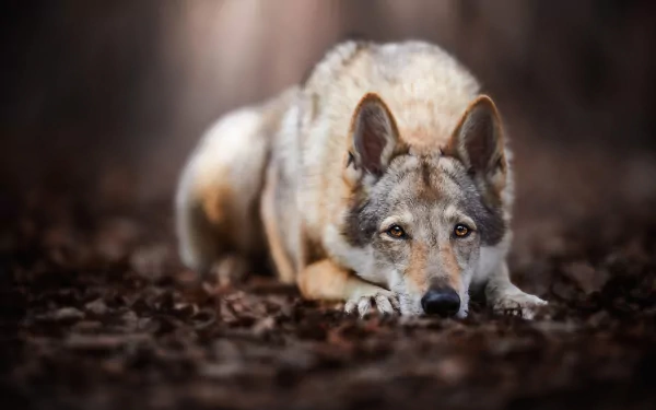 A close-up HD desktop wallpaper of a Czechoslovakian Wolfdog lying on the ground, blending wolf-like features with canine alertness in a natural setting.