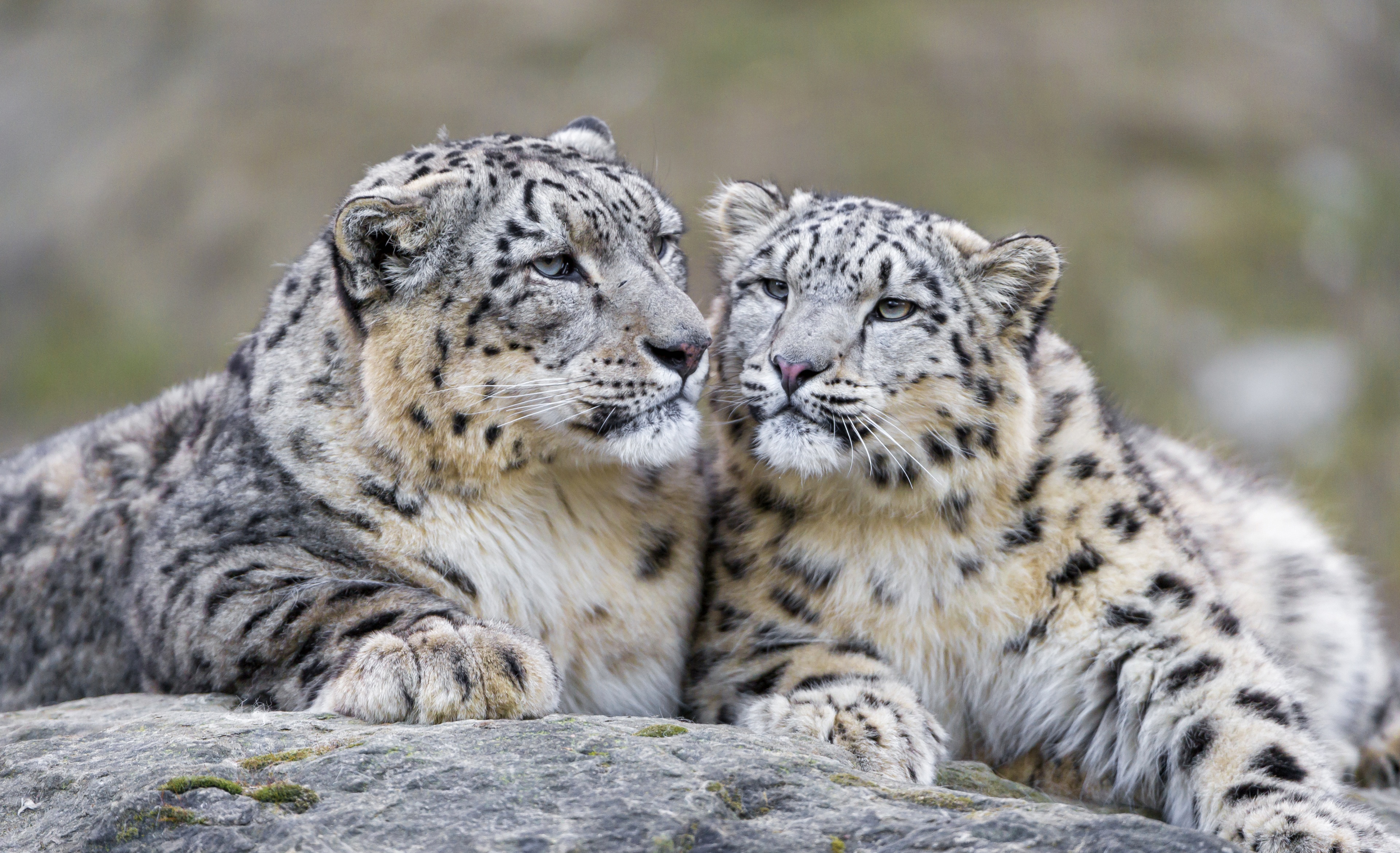 Download Animal Snow Leopard 4k Ultra HD Wallpaper