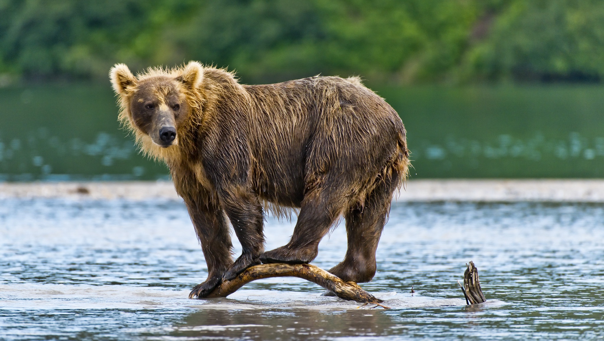 Какие медведи хищники. Камчатский бурый медведь. Млекопитающие медведь бурый. Медведь на реке. Медведь бежит.