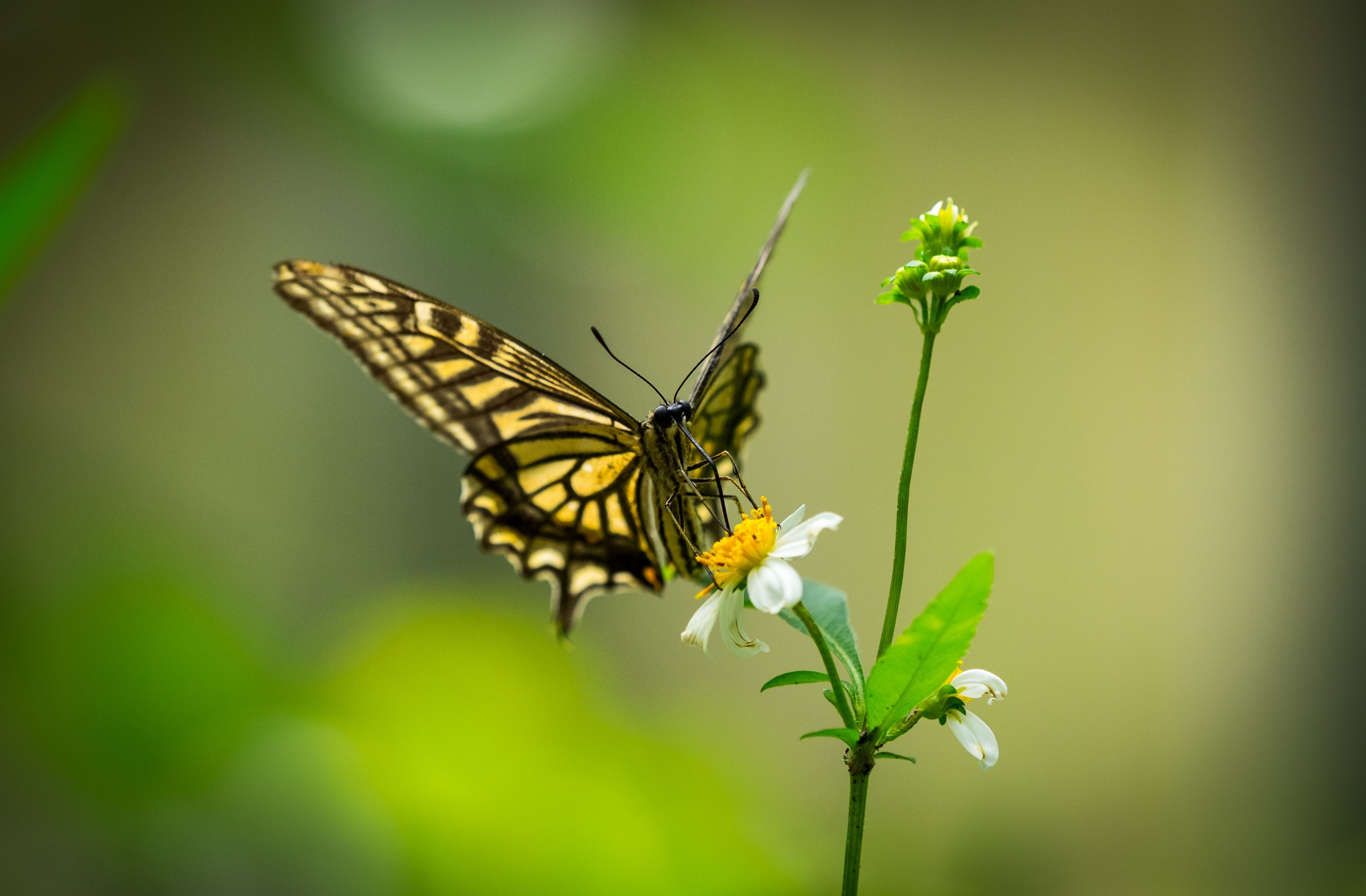 Download Macro Insect Flower Animal Butterfly HD Wallpaper