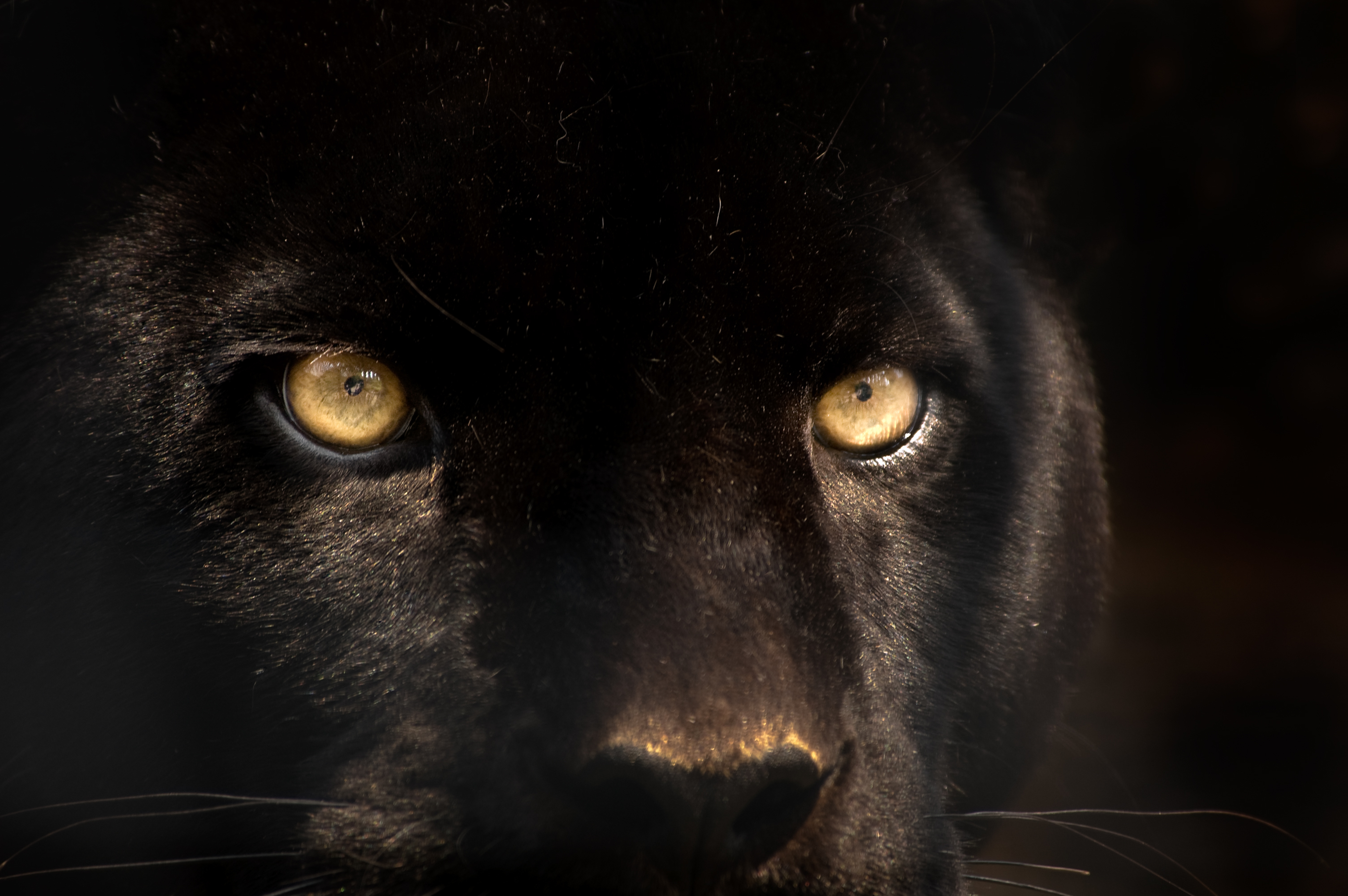 Black Panther 4k Ultra HD Wallpaper