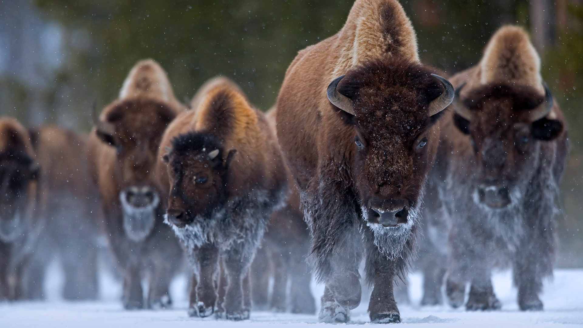 Animal American Bison HD Wallpaper | Background Image