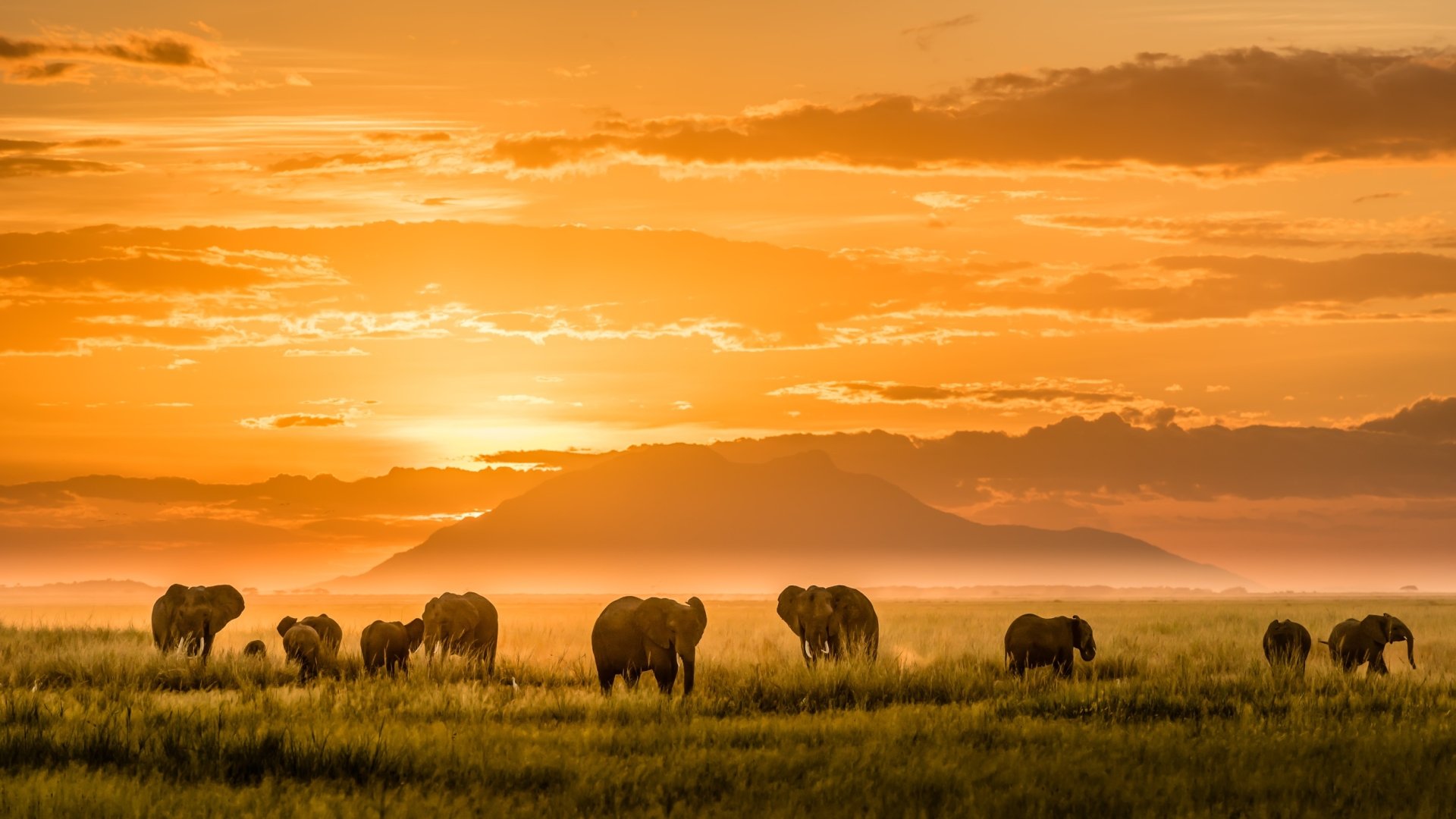 Download Sunset Africa Animal African Bush Elephant HD Wallpaper