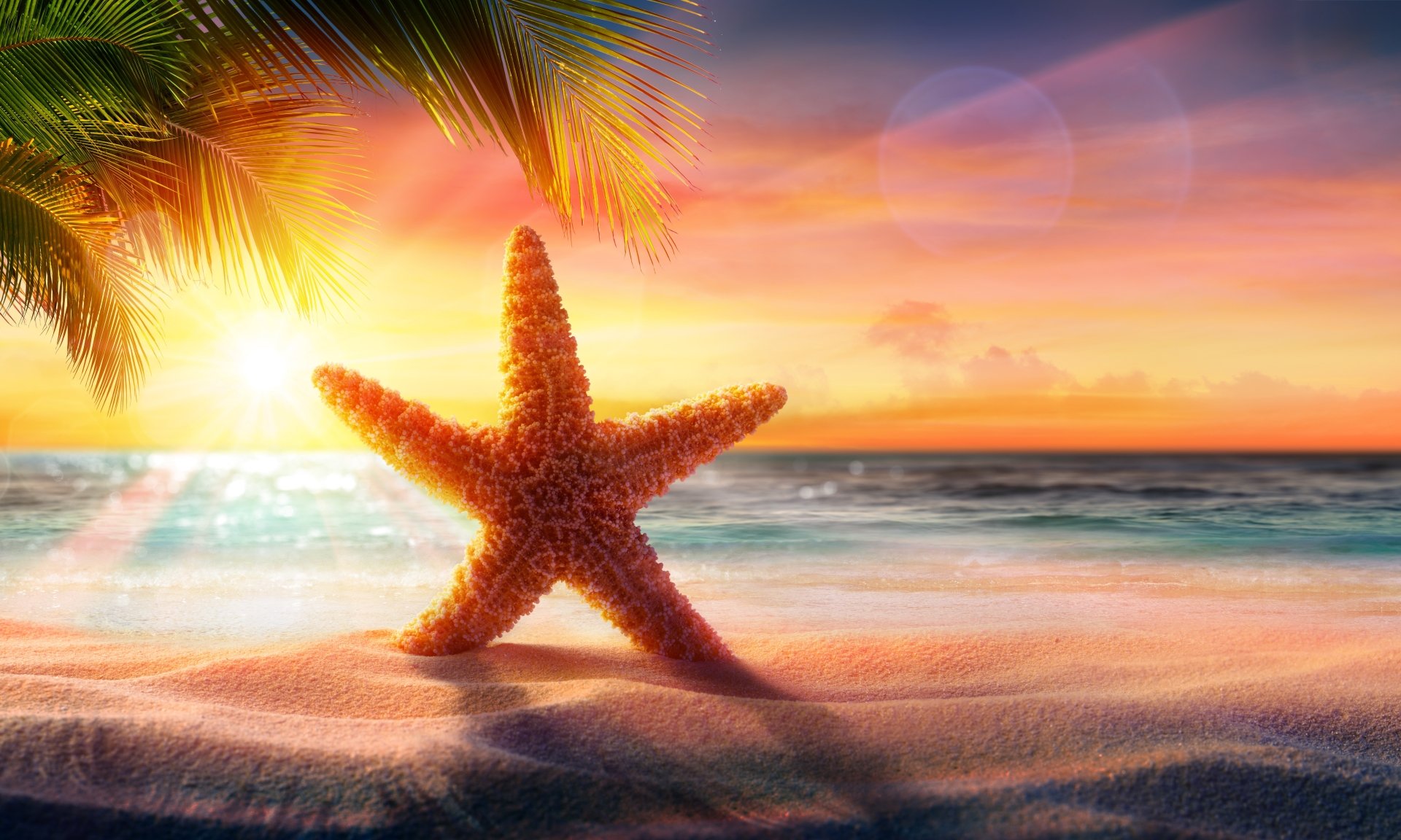 Download Sunrise Beach Sand Animal Starfish 8k Ultra HD Wallpaper