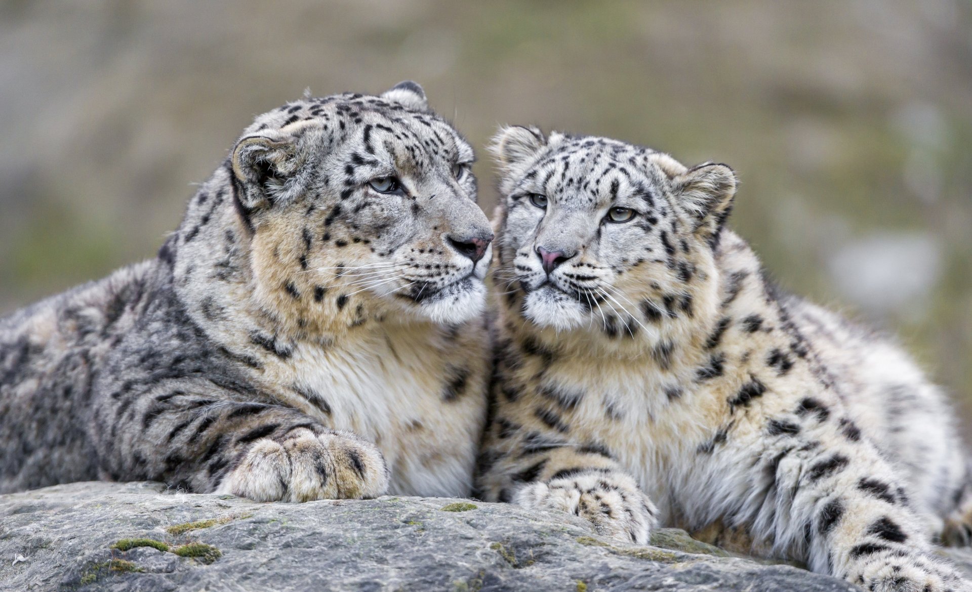 Animal Snow Leopard 4K Ultra Hd Wallpaper