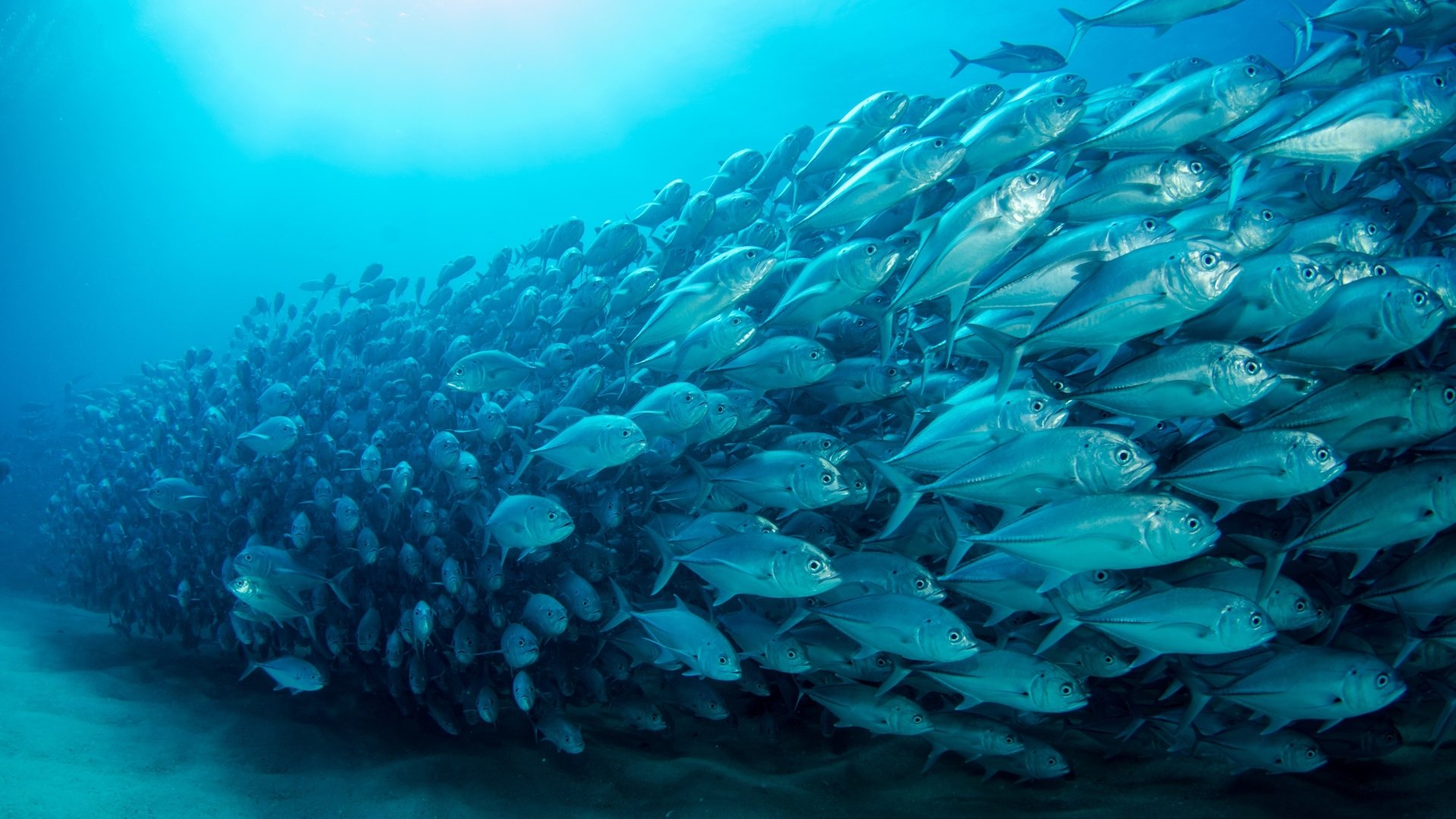 A vibrant underwater scene showcasing a dense school of fish swimming in clear blue water, captured in stunning 4K Ultra HD quality as a PC desktop wallpaper.