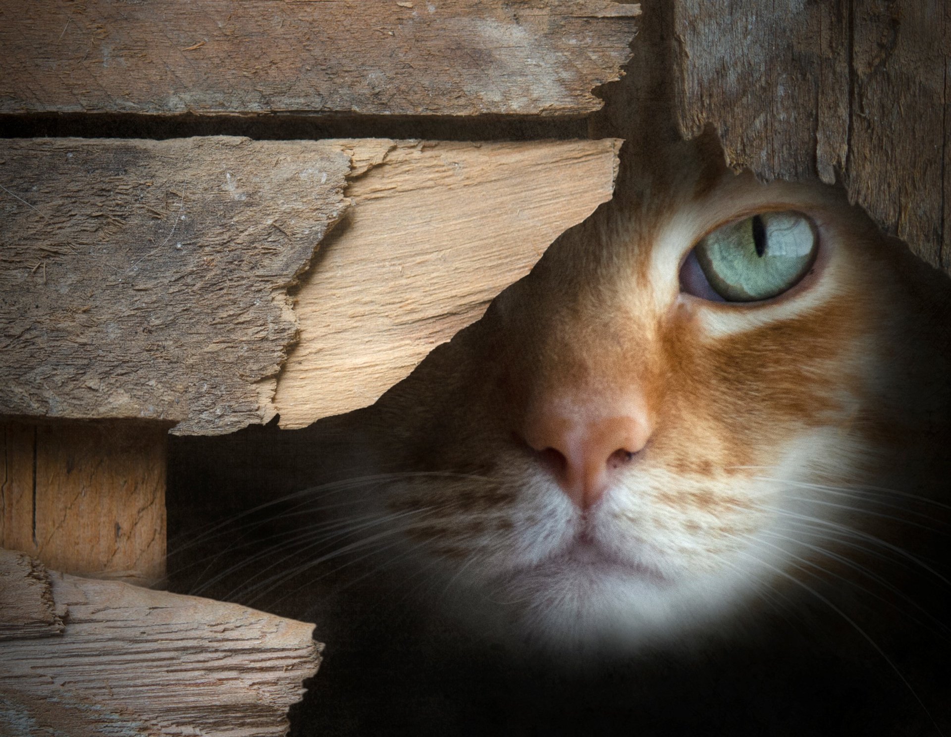 Cat Peeking through Broken Wooden Door