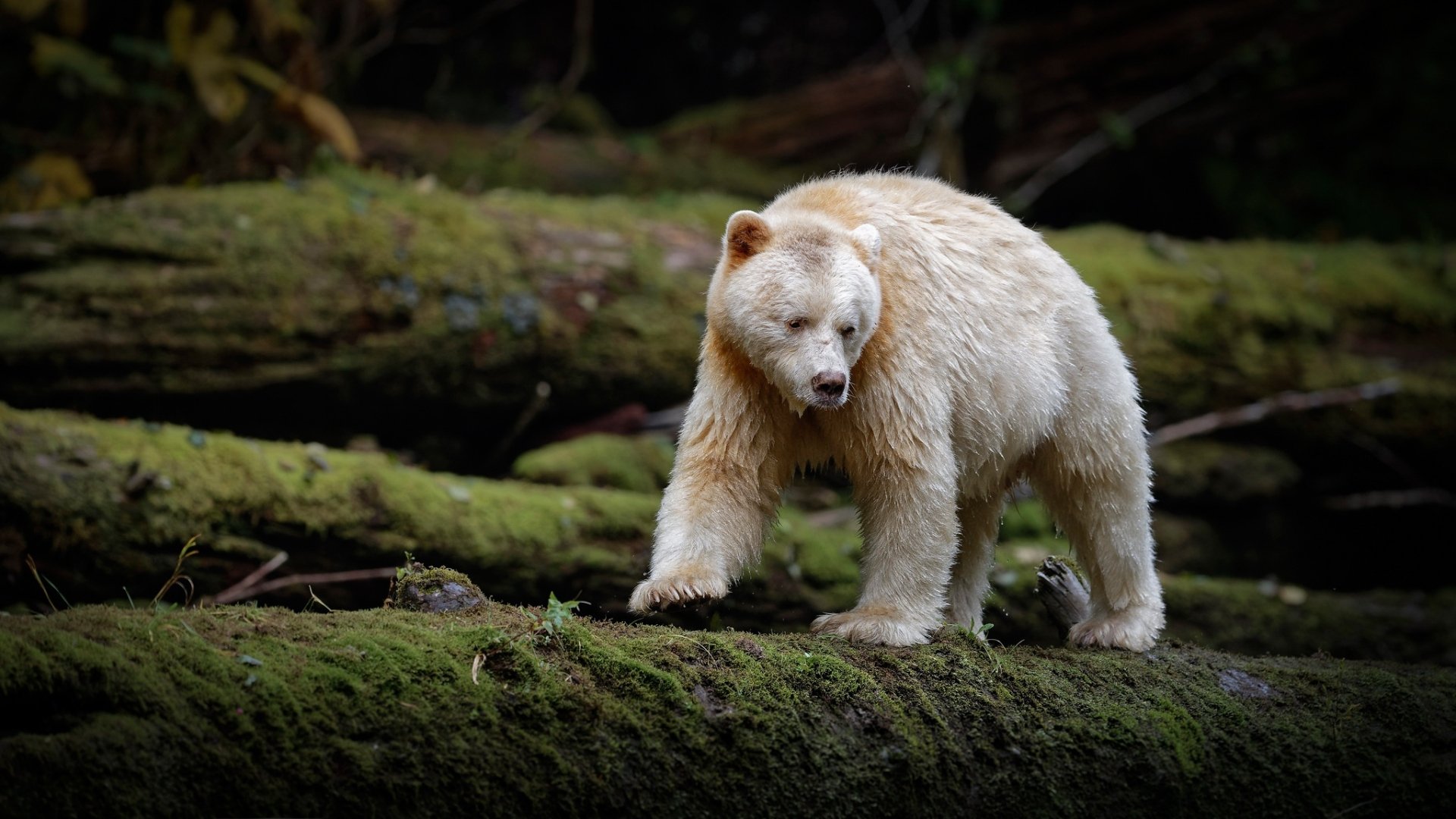 Download Moss Animal Kermode Bear HD Wallpaper