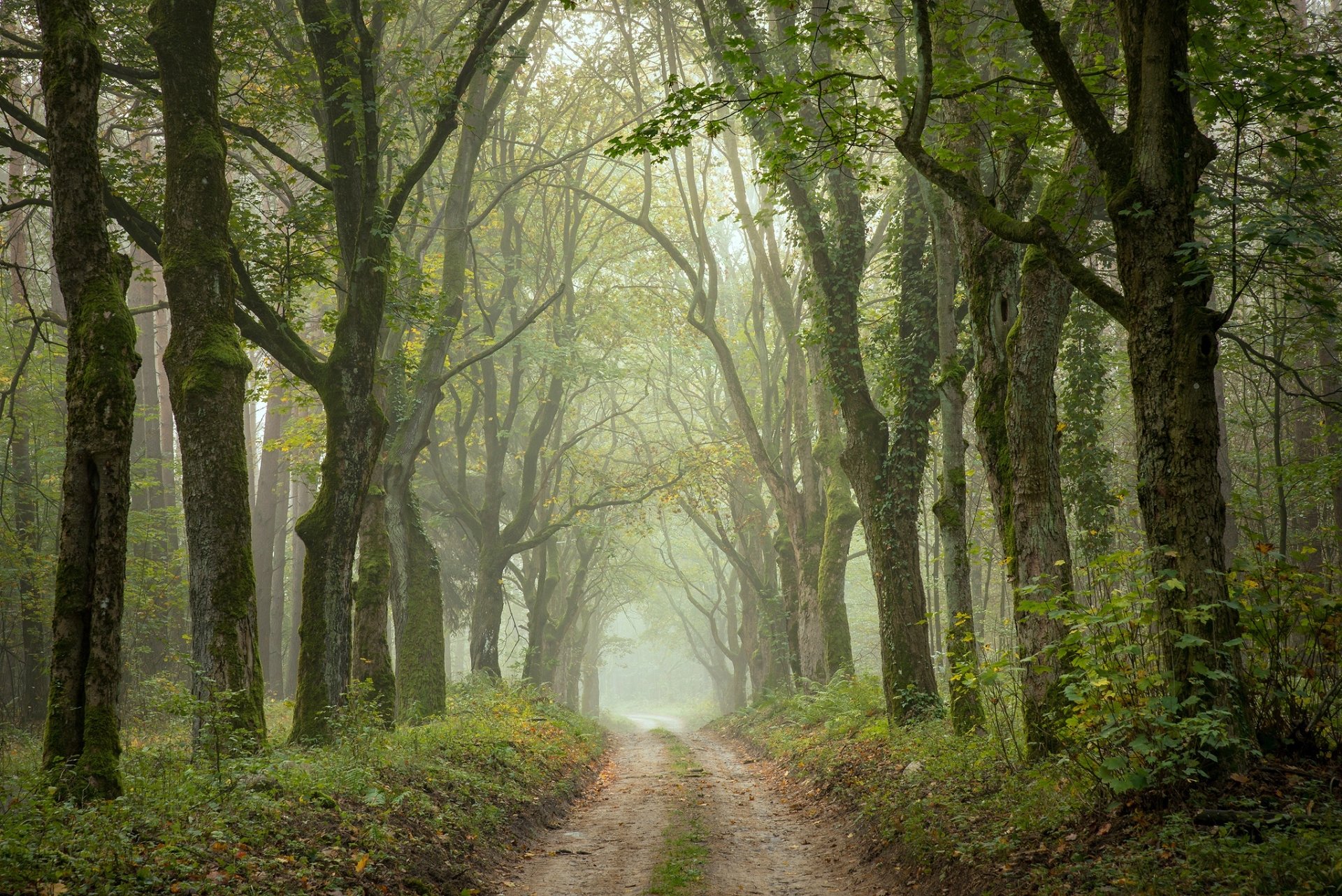 Download Fog Forest Nature Path HD Wallpaper