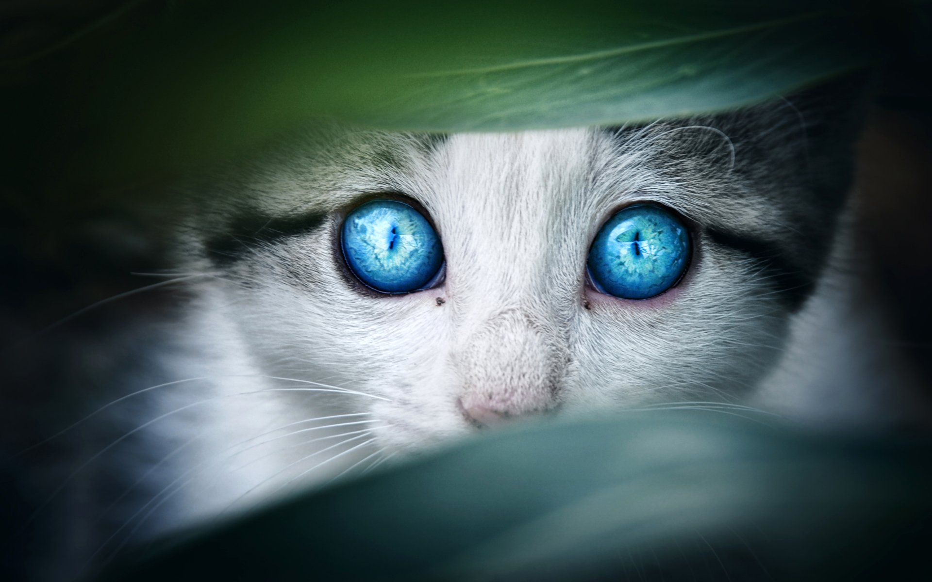 Download Stare Animal Cat Hd Wallpaper