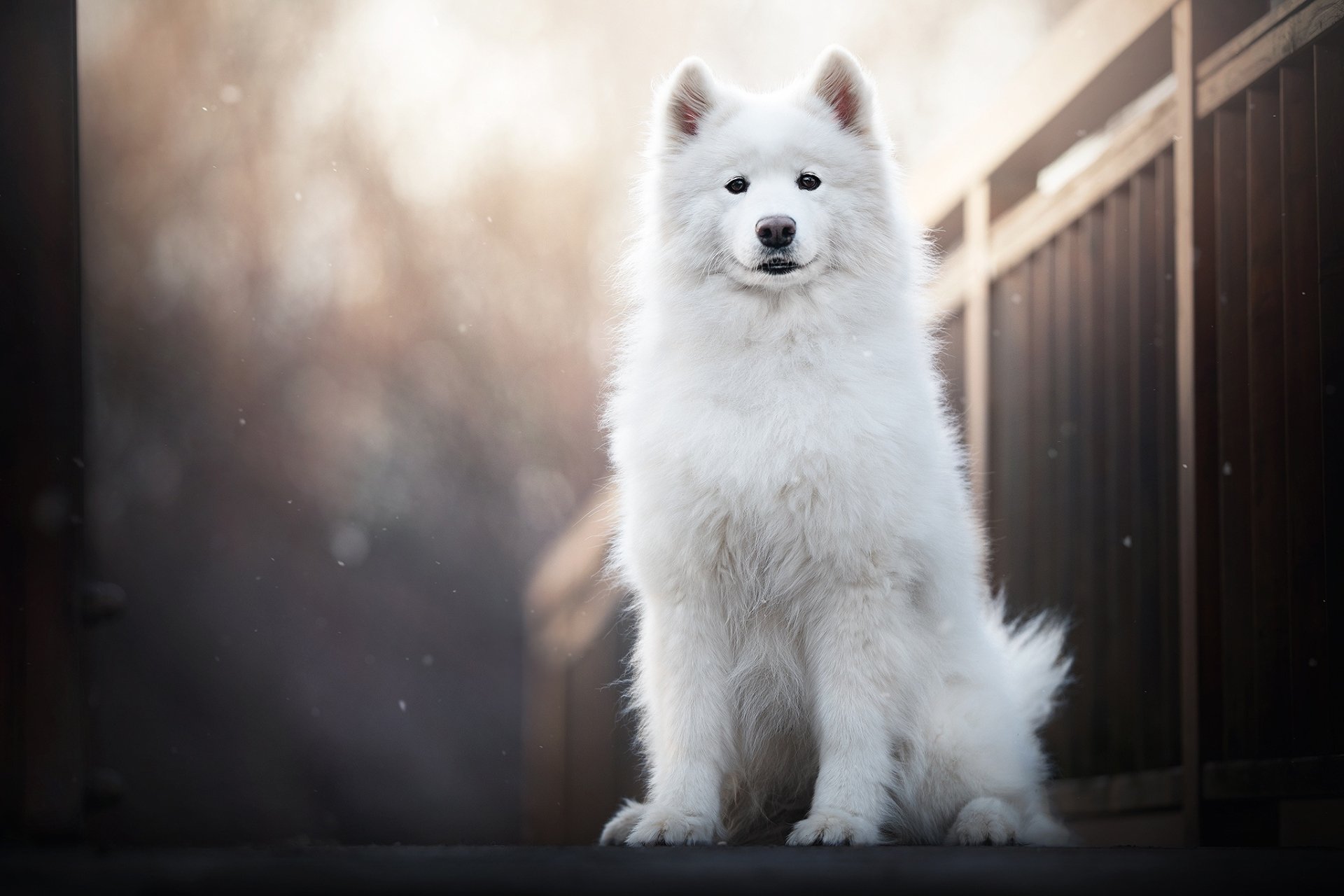 Download Dog Animal Samoyed HD Wallpaper