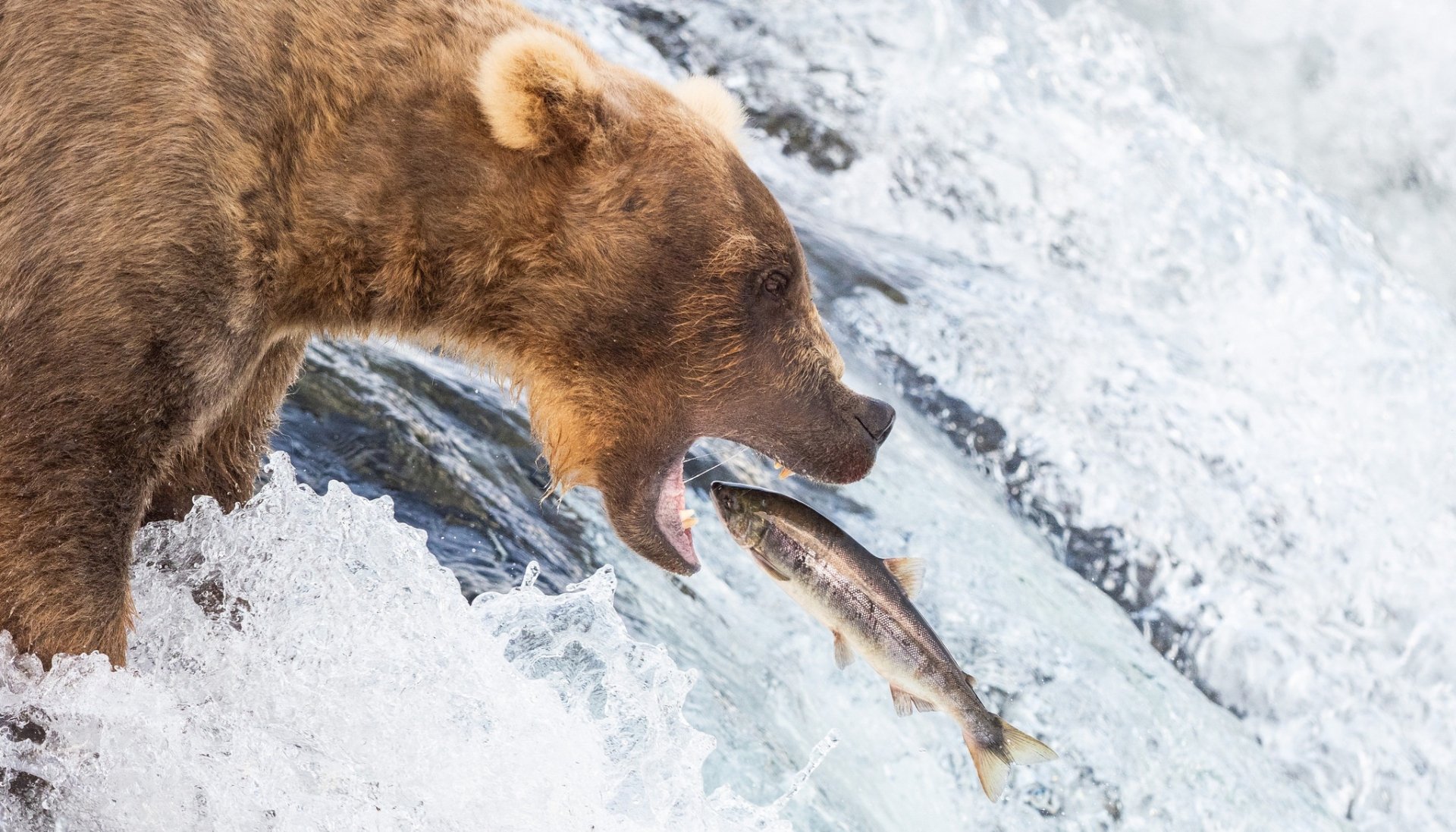 Download Grizzly Fish Animal Grizzly Bear HD Wallpaper