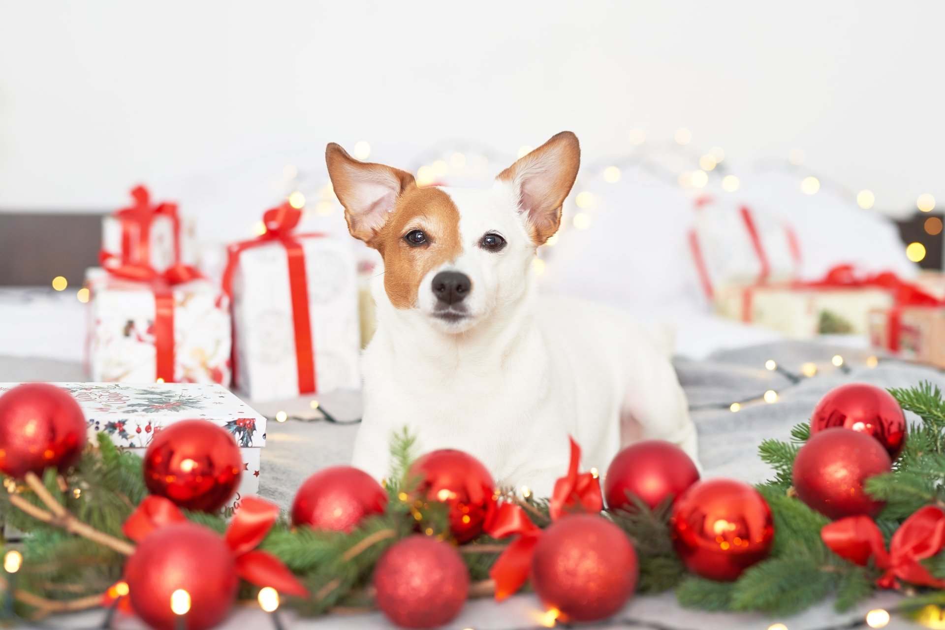 Small dog among red Christmas ornaments, wrapped gifts and fairy lights — festive Christmas dog 5K Ultra HD PC desktop wallpaper.
