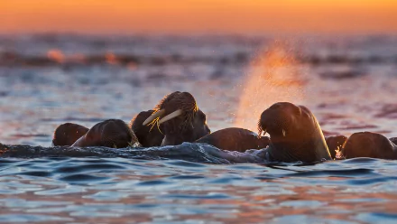 Animal walrus HD Desktop Wallpaper | Background Image