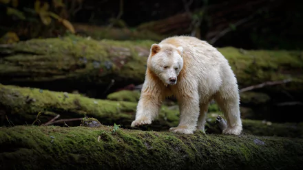 moss Animal kermode bear HD Desktop Wallpaper | Background Image