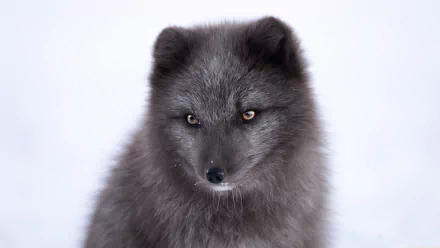 Animal arctic fox HD Desktop Wallpaper | Background Image