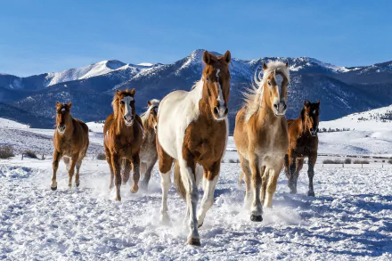 A group of horses running through a snowy landscape with mountains in the background, captured in a high-definition PC desktop wallpaper.