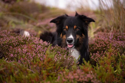 Border collie nestled in blooming heather flowers, close-up portrait in lush purple heath — 4K Ultra HD PC desktop wallpaper background.