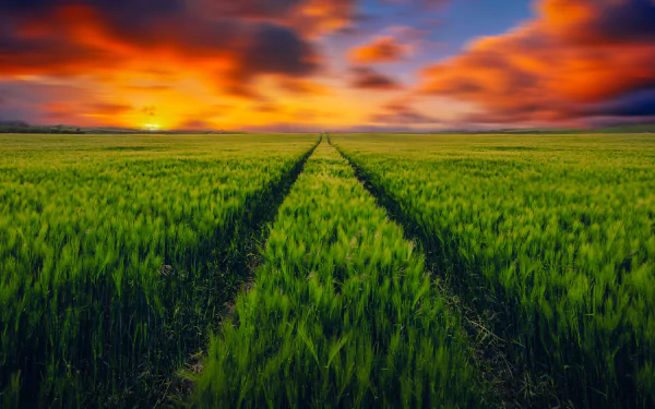 nature field HD Desktop Wallpaper | Background Image