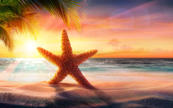 sunrise beach sand Animal starfish HD Desktop Wallpaper | Background Image