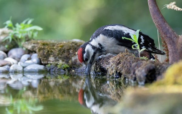 Animal Woodpecker Birds Woodpeckers Water Bird HD Wallpaper | Background Image