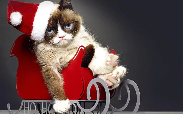 cat movie Grumpy Cat's Worst Christmas Ever HD Desktop Wallpaper | Background Image